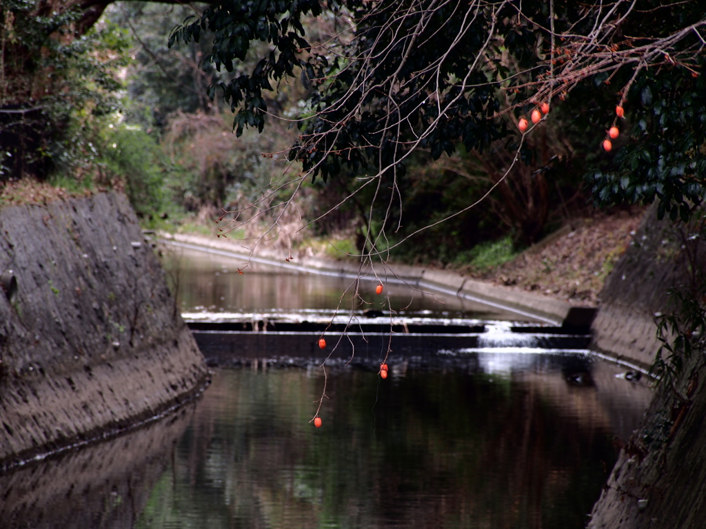 冬柿之川
