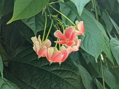 使君子の花弁
