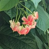 使君子の花弁