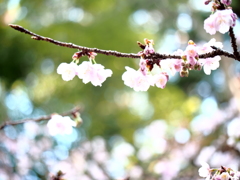 寒桜