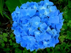 紫陽花色