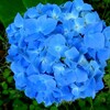 紫陽花色