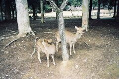 奈良公園の鹿たち
