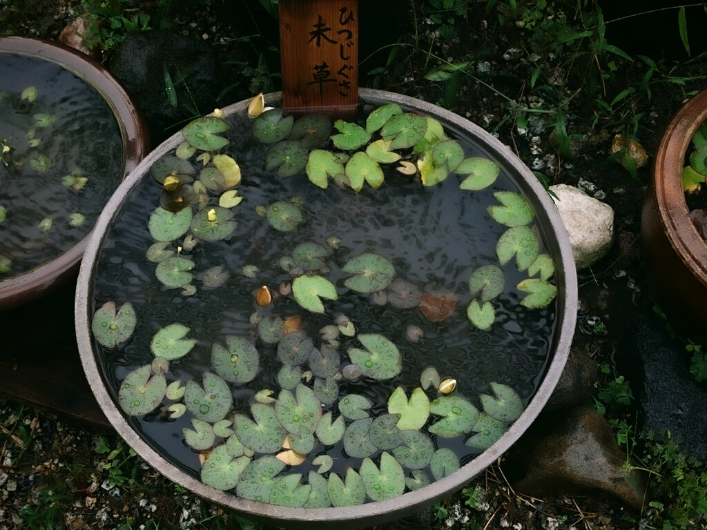 あまつぶと未草