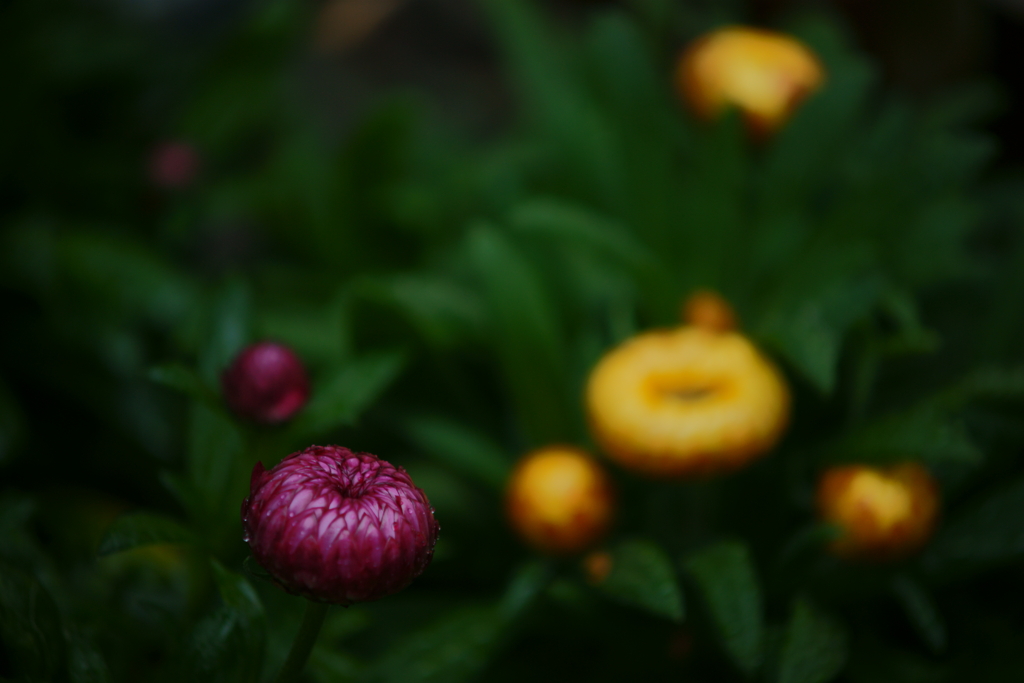 雨粒の防御