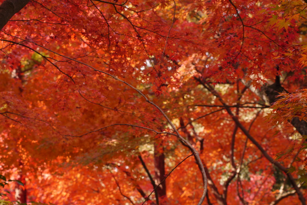 秋に咲く桜の様