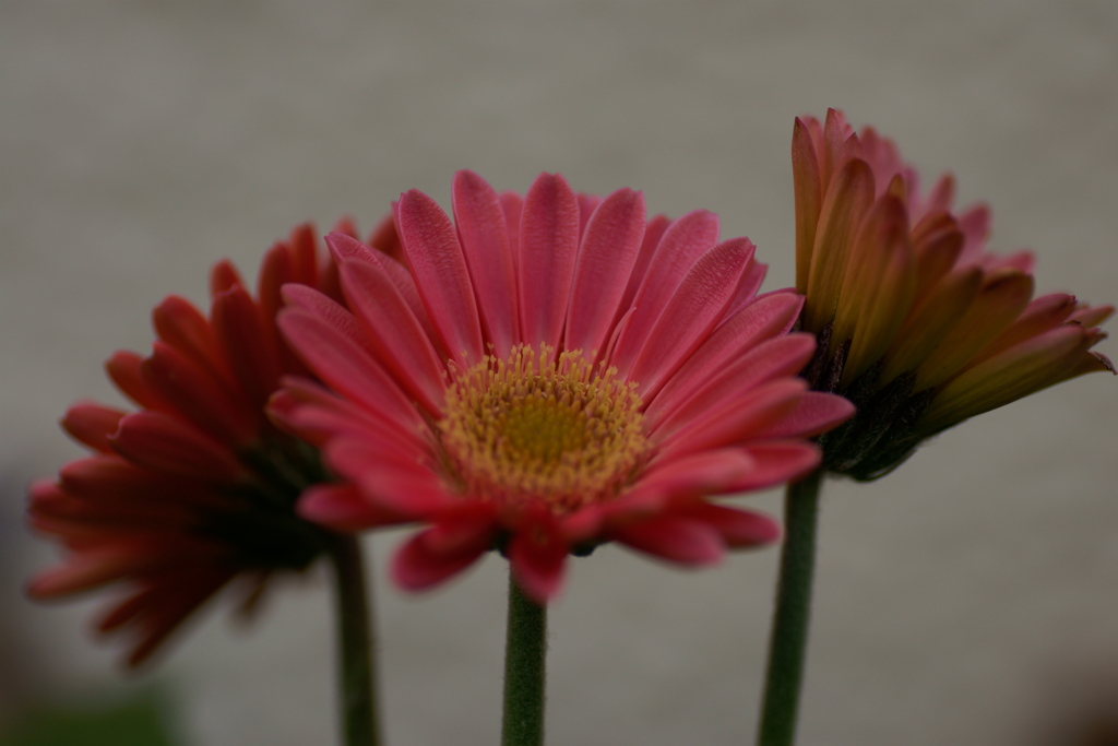 呼び蜜の紅