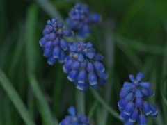 葡萄風信子