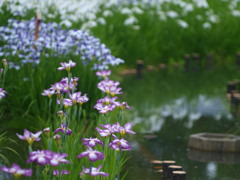 水辺に咲く花