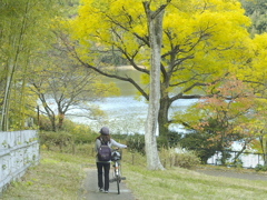 輝く水域