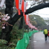 気持だけ花見
