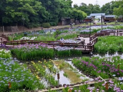 みんなの花菖蒲園