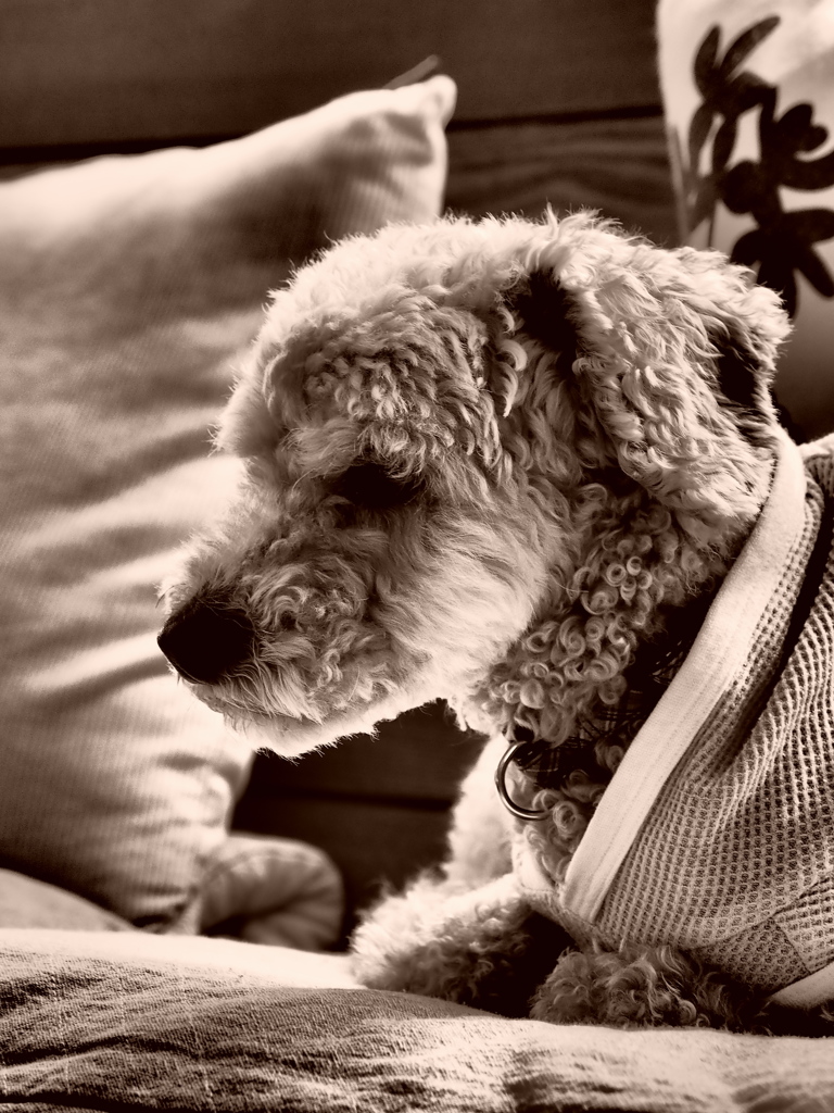 eddie #2