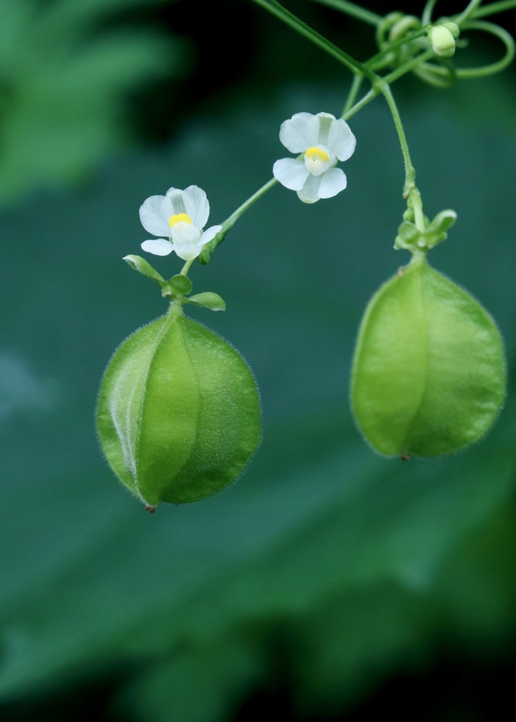 花も実もある