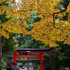 中野神社の紅葉　その４