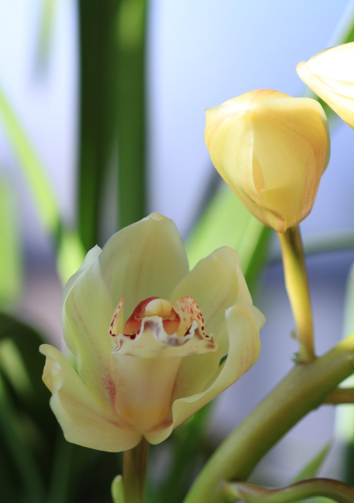 シンビの開花　その２