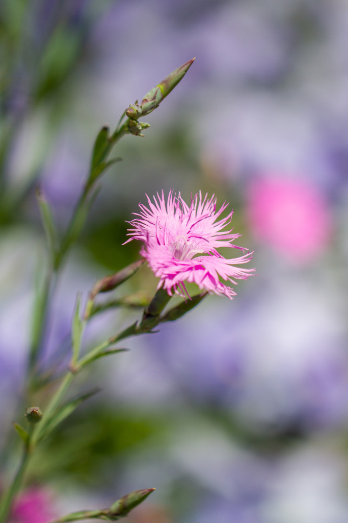 庭の花　その１