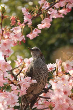 桜花鳥図