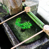 葵祭りを前に　その３