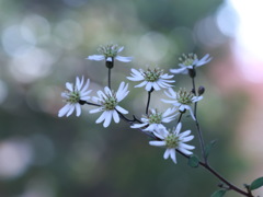 ヤマシロギク