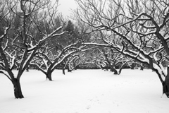 雪梅園　その１