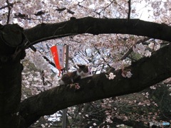 人気者　その３