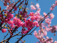 早咲桜に迫る　その１