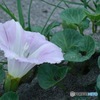 九十九里浜を飾る