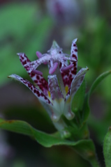 ホトトギス　その１