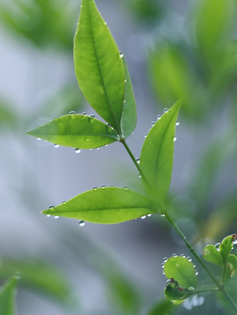 今日も雨　その１