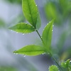 今日も雨　その１