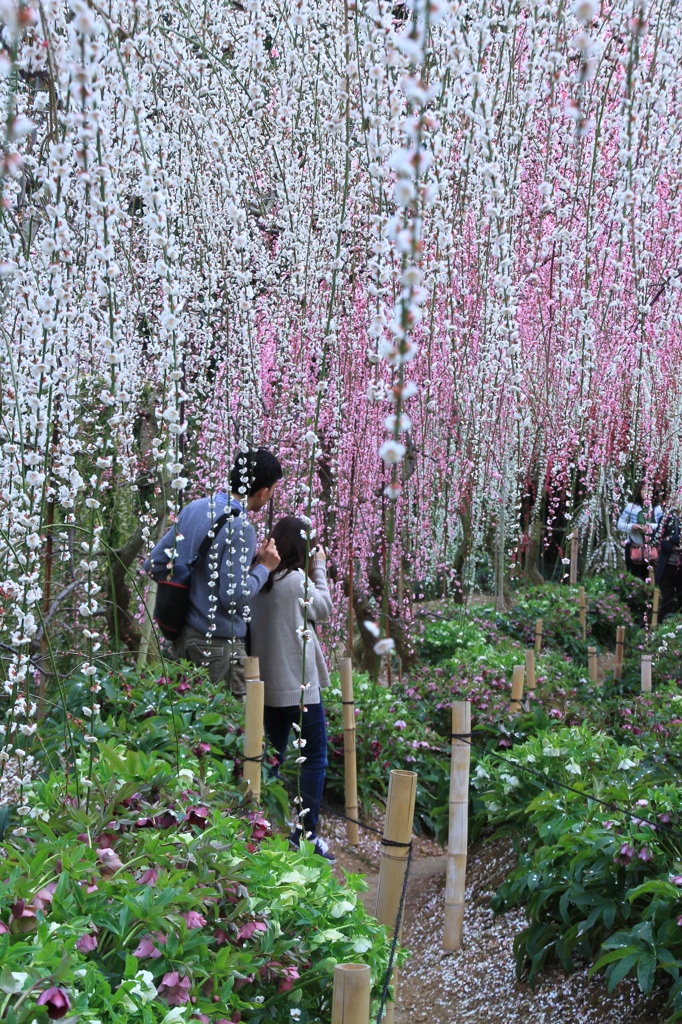 花降る中で　その１
