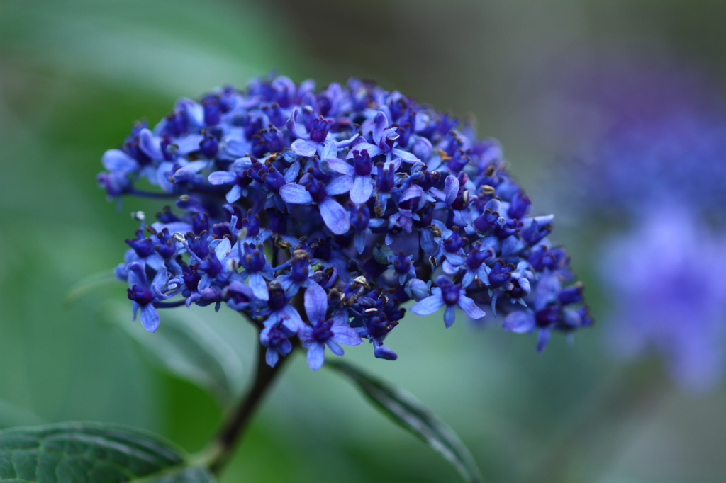 これでも紫陽花？