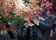 木漏れ日を受けて