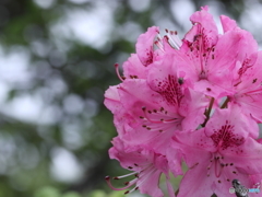 高嶺の花