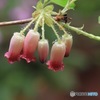 雨上がりの瓔珞　その２
