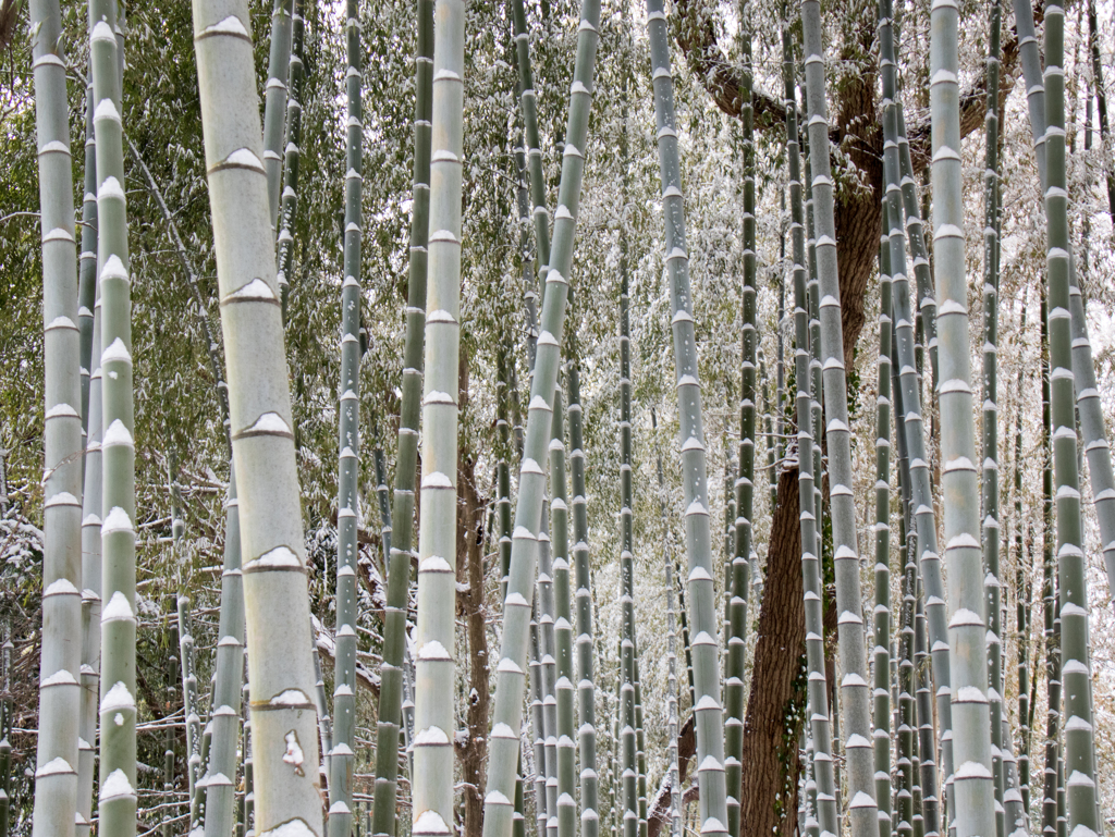 竹林雪景色