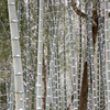 竹林雪景色