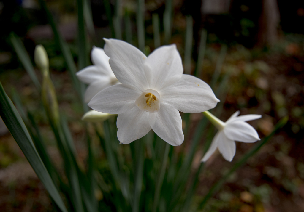 もう咲いてます