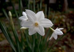 もう咲いてます