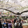 花見猫　その２