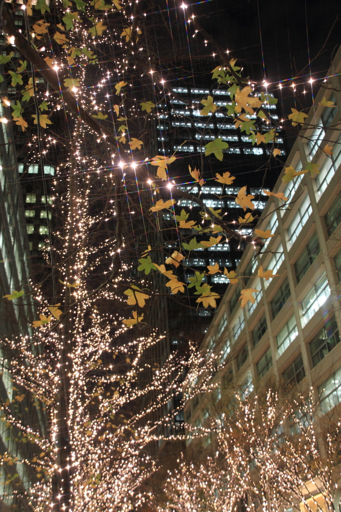 紅葉ライトアップ？