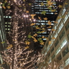紅葉ライトアップ？