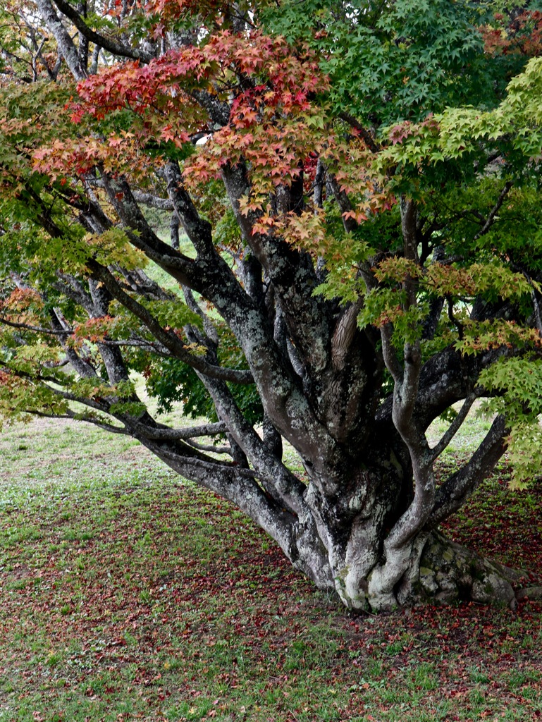 七色大カエデ　その２