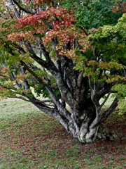 七色大カエデ　その２