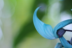 ヒスイカズラ　その２