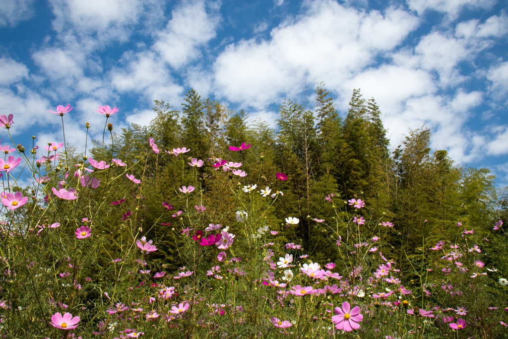 秋を満喫　その１