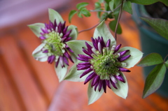 クレマチスビオネッタ