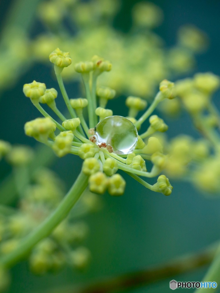 勝者の花輪