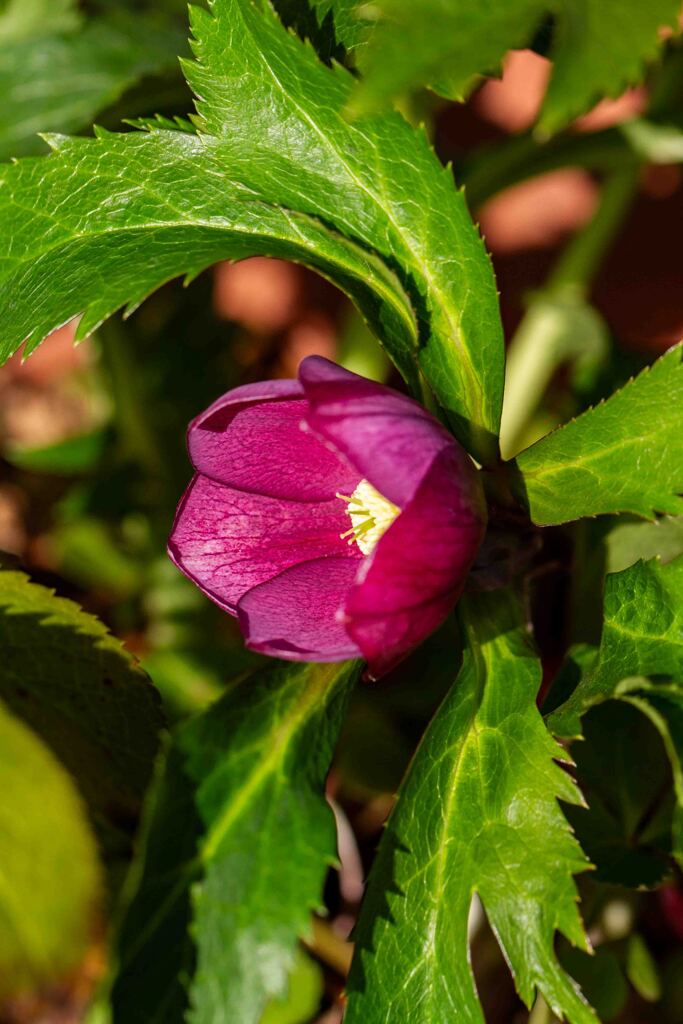 春が来た　その２